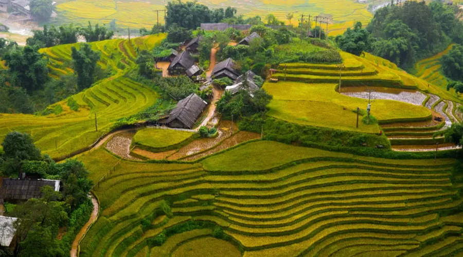 Terraced Rice Field in Rice Season in Sapa, Vietnam
